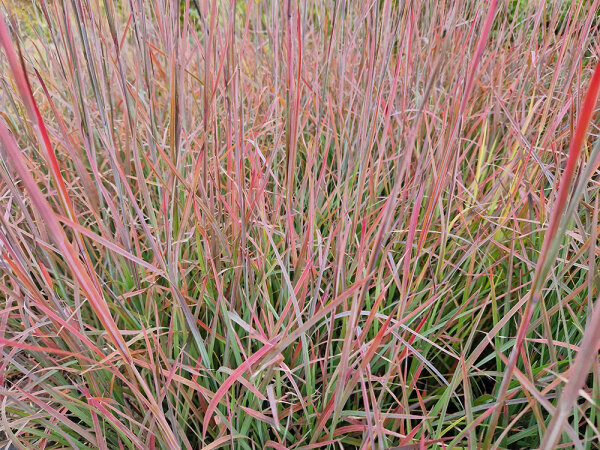 Schizachyrium scoparium  Standing Ovations®