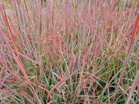 Schizachyrium scoparium  Standing Ovations®