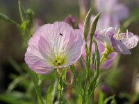 Oenothera speciosa Siskiyou