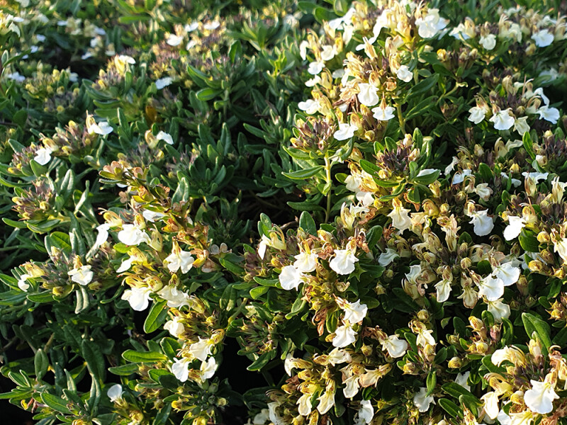 Teucrium montanum