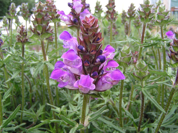 Prunella grandiflora Rubra