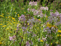 Saponaria officinalis