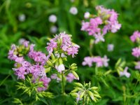 Saponaria officinalis Fischbachau