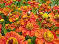 Helenium Hybr. Westerstede