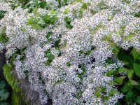 Aster (Eurybia) divaricatus Beth Chatto