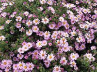 Aster (Symphyotrichum) ericoides Rosa Raureif