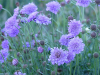 Scabiosa columbaria f. nana Misty Butterflies(Slg.)