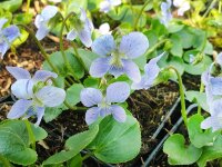 Viola sororia Dark Freckles