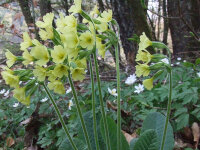 Primula elatior