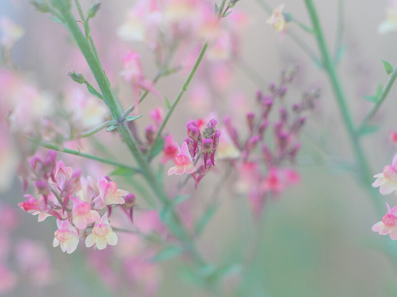 Linaria genistifolia-Hybr. Peachy