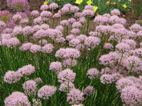 Allium lusitanicum Sugar Melt