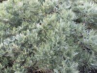 Artemisia schmidtiana Nana Attraction
