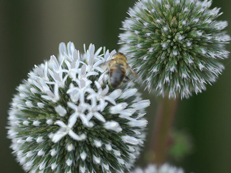 Echinops banaticus Star Frost