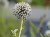 Echinops banaticus Star Frost