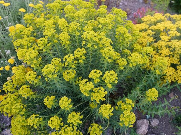 Euphorbia nicaensis Blue Haze