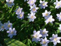 Anemone nemorosa Robinsoniana