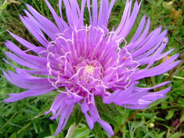 Stockesia laevis