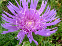 Stockesia laevis
