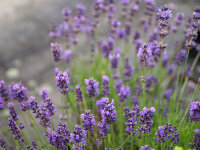 Lavandula angustifolia Dwarf Blue