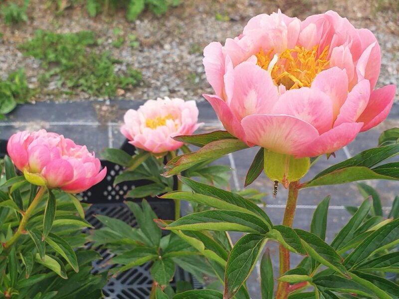 Paeonia lactiflora Pink Hawaiian Coral (Solit&auml;r C3)