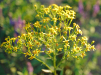 Caucasalia (Senecio) macrophylla
