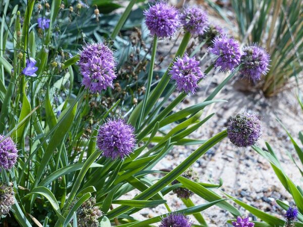 Allium nutans