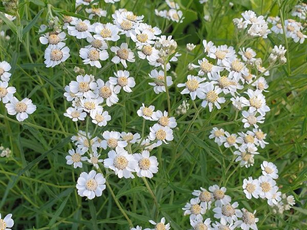 Achillea ptarmica