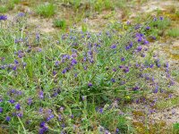 Anchusa officinalis