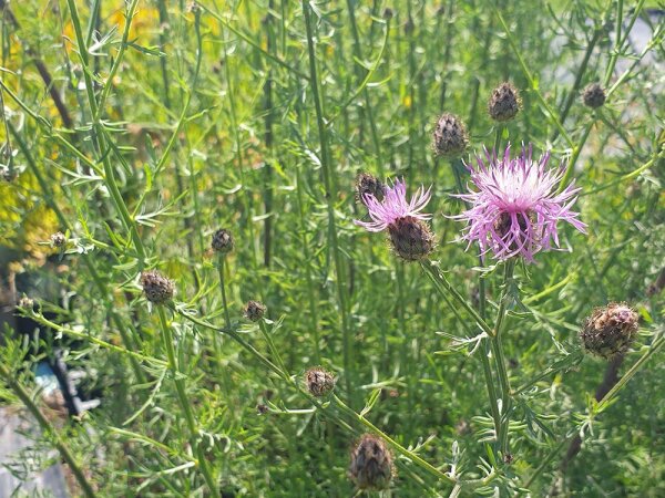 Centaurea stoebe