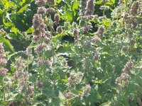 Nepeta cataria ssp. citriodora