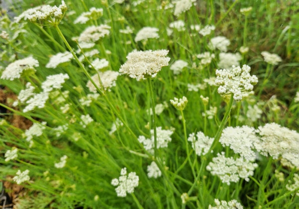 Oenanthe silaifolia