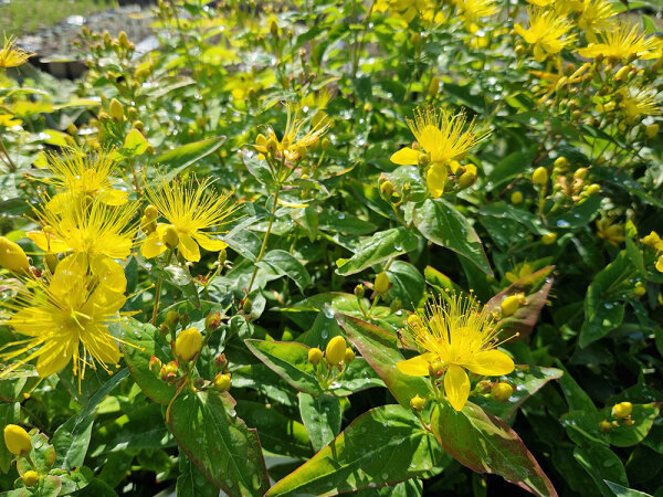 Hypericum hircinum