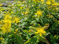 Hypericum hircinum