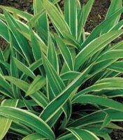 Carex siderosticha Variegata