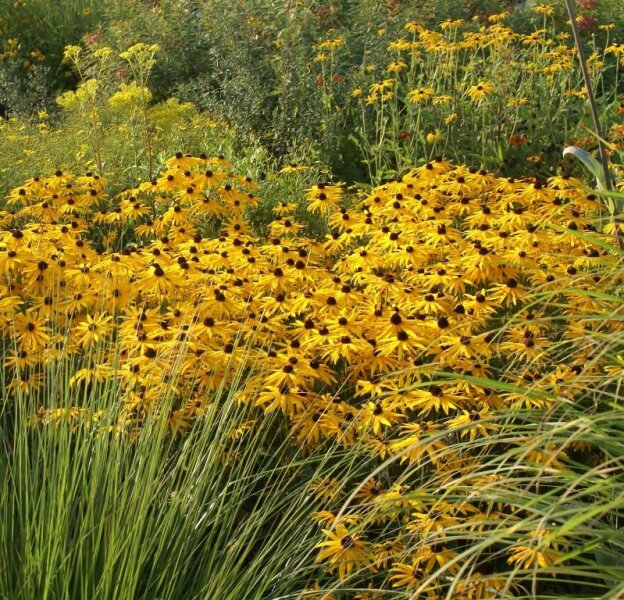 Rudbeckia fulgida var. sullivantii Goldsturm` (veg.)