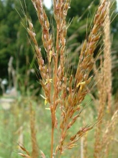 Sorghastrum nutans Indian Steel