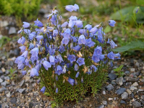 Campanula cochlearifolia Bavaria Blue