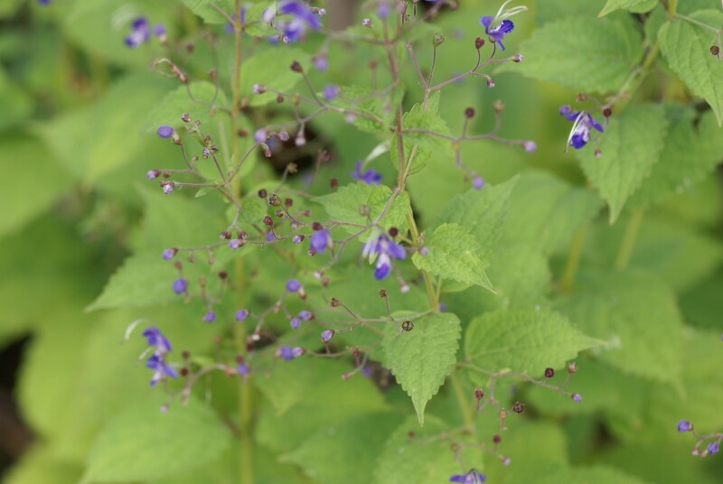 Caryopteris (Tripora)  divaricata