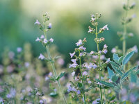Calamintha nepeta Marvelette Blue