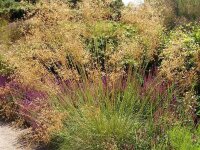 Stipa gigantea P1