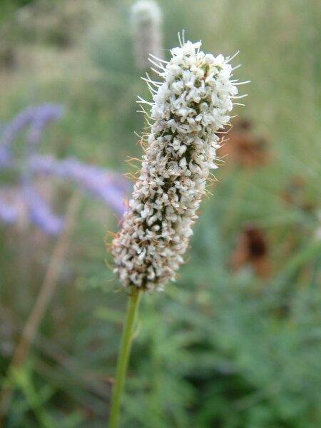 Dalea candida