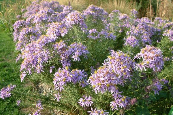 Aster (Galatella) sedifolius