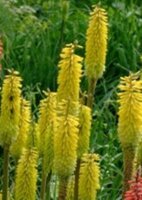 Kniphofia citrina P1
