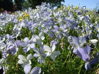 Viola cornuta Boughton Blue