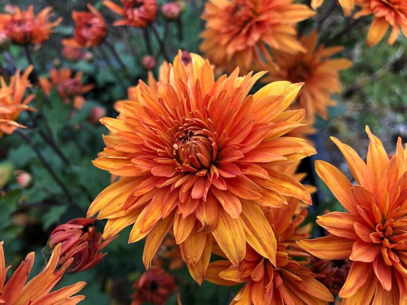 Chrysanthemum (Indicum-Gruppe) Mandarine