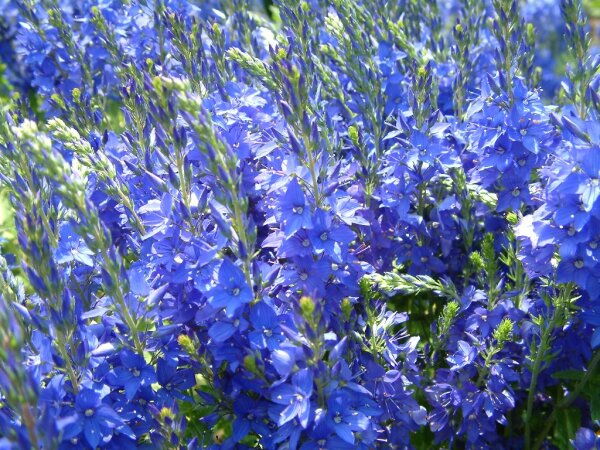 Veronica austriaca var. teucrium Shirley Blue