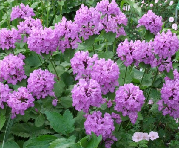 Stachys grandiflora var. macrantha