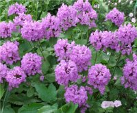 Stachys grandiflora var. macrantha