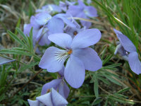 Viola petadifida