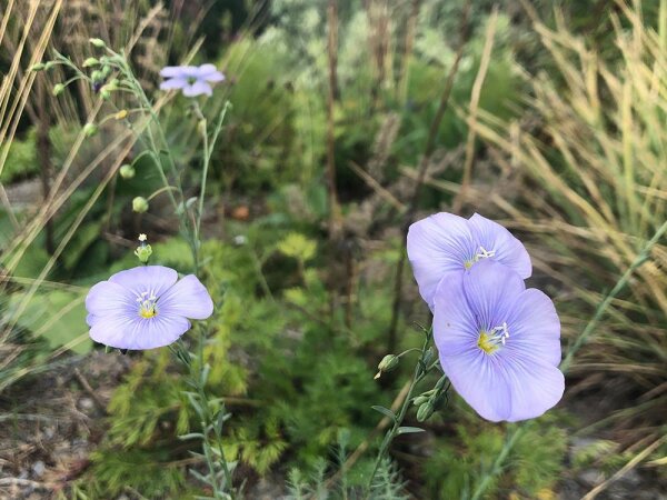 Linum austriacum